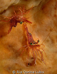 Hinge beak shrimp - Rhynchocinetes durbanensis.
Taken @ ... by Ria Qorina Lubis 